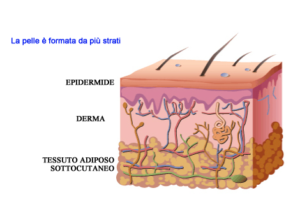 Osteopatia Materassi Mendicino | Vuoi sapere qual è l'organo più grande del corpo?